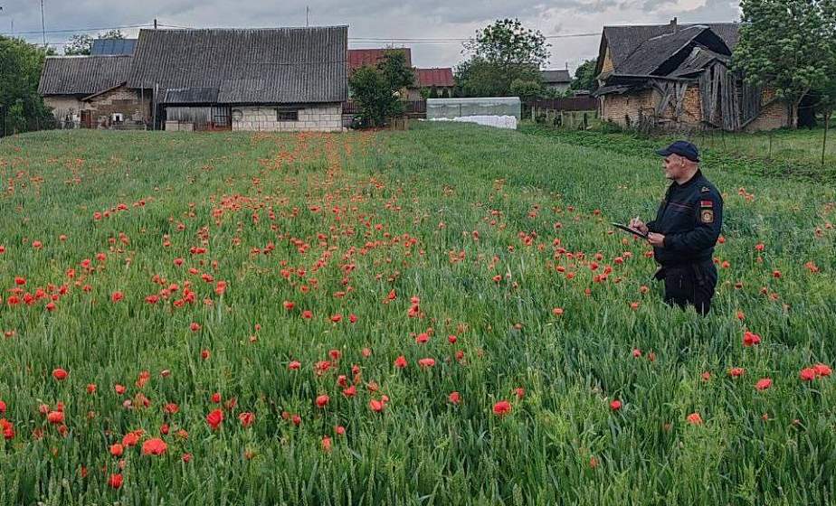 В Гродненском районе обнаружили участок с 2,5 тоннами дикорастущего мака В Гродненском районе обнаружили участок с 2,5 тоннами дикорастущего мака