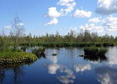 Reference swamp, gray crane and cranberry placers