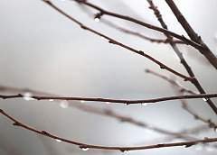 До +10°C и дождь будет в Беларуси 17 февраля
