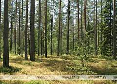 Запрет на посещение лесов снят в пяти районах Гродненской области