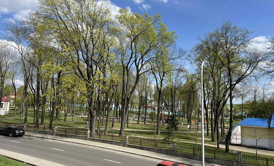 Житель Волковыска возмущен обрезкой деревьев в городе. Корреспондент «ГП» разбиралась в проблеме