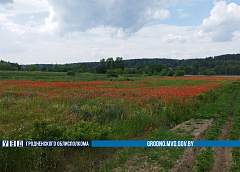 За полторы недели в Гродненской области уничтожено более 160 кг дикорастущего мака