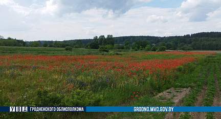 За полторы недели в Гродненской области уничтожено более 160 кг дикорастущего мака