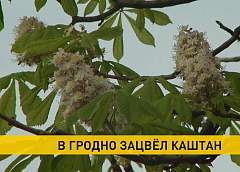 В Гродно зацвел каштан 
