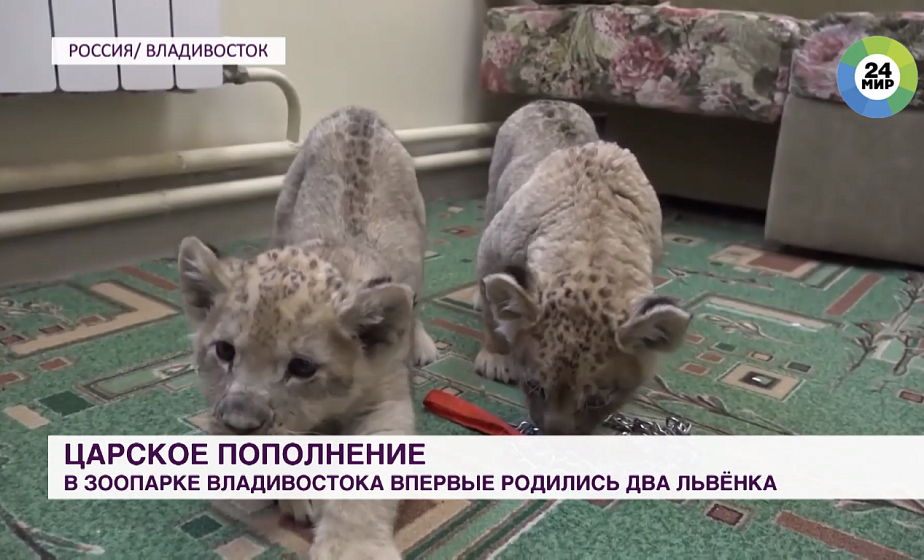 Чудо в пятнах: в зоопарке Владивостока родились уникальные львята Чудо в пятнах: в зоопарке Владивостока родились уникальные львята