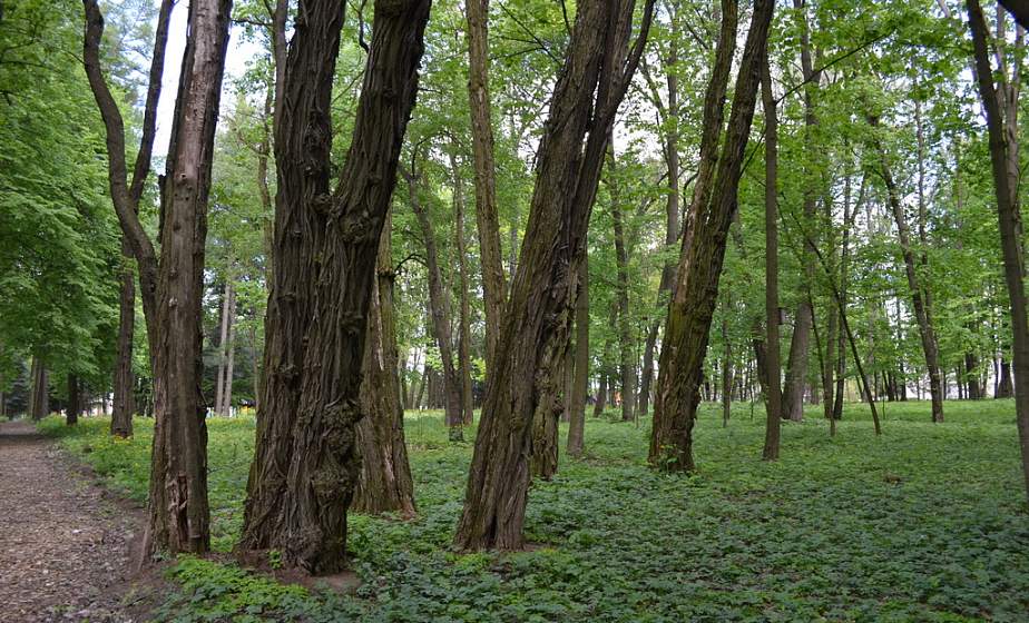 Century alleys, "ear of desires", thuja for the quest. Park "Gorni" in the project "Grodno region: reserved world" Century alleys, "ear of desires", thuja for the quest. Park "Gorni" in the project "Grodno region: reserved world"