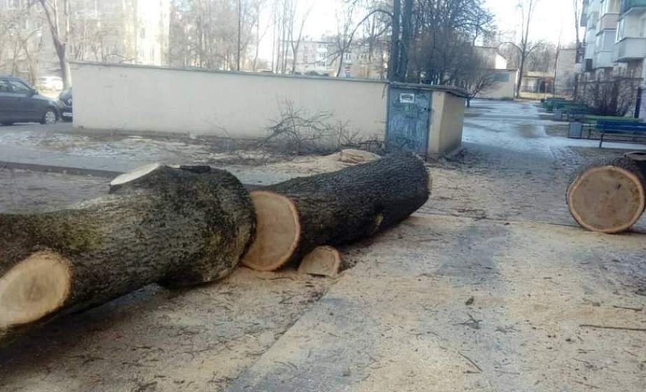 Дуб «прописался» не там: в редакцию обратился житель улицы Доватора в Гродно с просьбой разобраться, зачем в соседнем дворе спилили здоровое дерево 