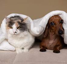 От чипирования до специальных курсов. Что может измениться для владельцев питомцев?