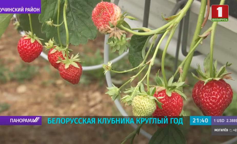 Небывалый урожай клубники в Щучинском районе. Ягоду собирают с апреля по ноябрь