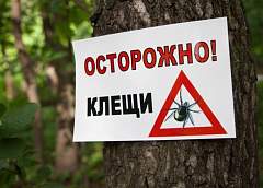 Более 18 тысяч человек обратились за медпомощью из-за укусов клещей