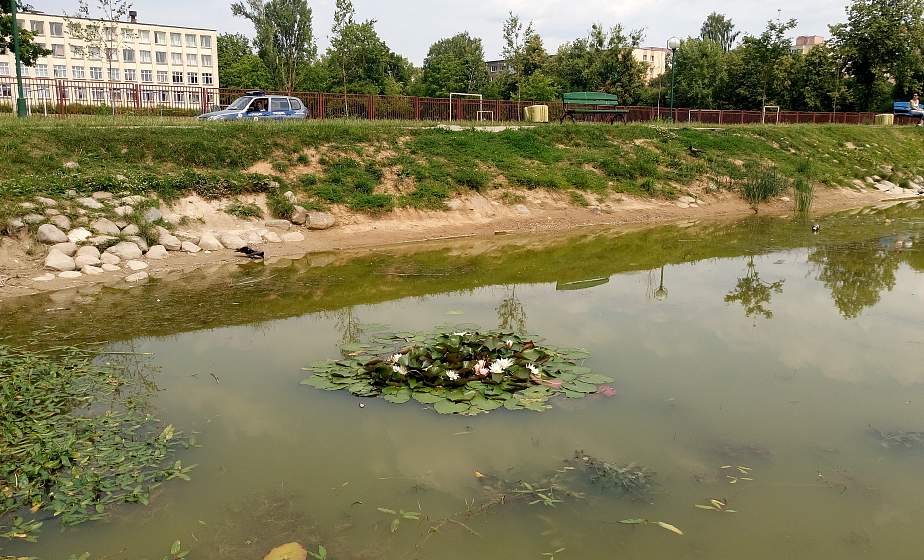 В Гродно в пруду расцвели редкие лилии