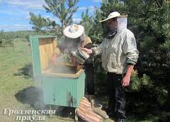 Зачем в мед добавляют сушеные клюкву и чернику?