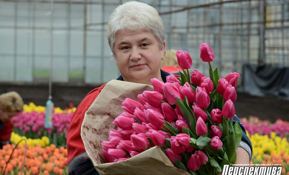 Гродненская «Голландия»: предприятие «АзотСервис» к празднику реализует более 44 тысяч тюльпанов Гродненская «Голландия»: предприятие «АзотСервис» к празднику реализует более 44 тысяч тюльпанов