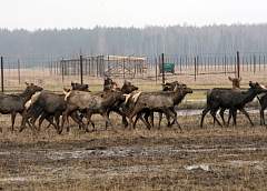 Благородства им не занимать, или О том, как на Лидчине разводят алтайских маралов и возрождают деревню (+Видео)