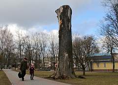 Идея декорировать остов 230-летнего ясеня в гродненском парке Жилибера, судя по всему, реализована не будет