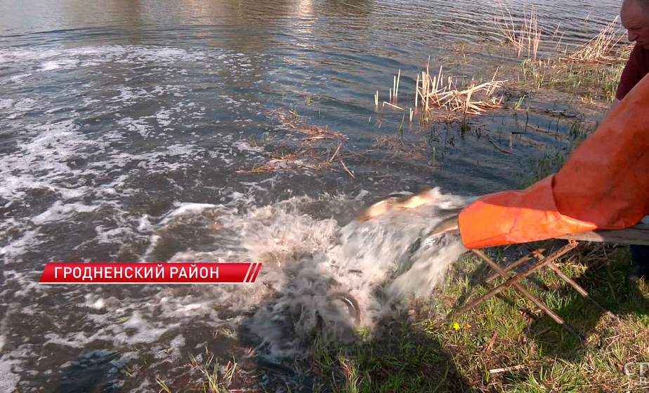 В Августовский канал выпустили почти тонну щук и толстолобиков В Августовский канал выпустили почти тонну щук и толстолобиков