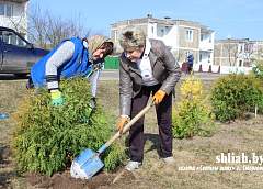 К году Малой родины в агрогородке Осиновщизна высадили туи и можжевельники