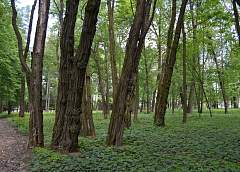 Century alleys, "ear of desires", thuja for the quest. Park "Gorni" in the project "Grodno region: reserved world"