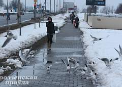 В Гродно сотни чаек приземлились в микрорайоне Фолюш