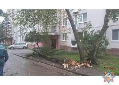 Последствия непогоды на Гродненщине. Сильный ветер наломал дров