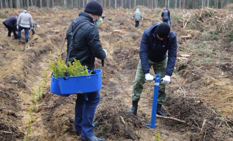 В республиканский субботник сотрудники Комитета госконтроля по Гродненской области высадили лес на территории Скидельского лесхоза