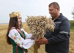Комбайнер СПК имени Деньщикова первым в Гродненской области намолотил более 3 тысяч тонн зерна (+Видео)