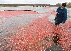 В Беларуси установлены сроки сбора клюквы и брусники