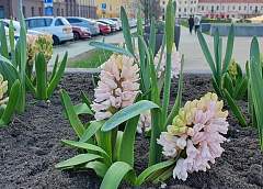 До +20°С ожидается в Беларуси 12 апреля