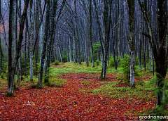 Reserve "Castle Forest": red oaks, medicinal plants, an arboretum at the edge of the forest