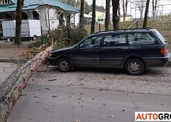  В Гродно в Пышках сосна упала в сантиметрах от автомобиля  