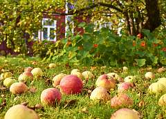When to plant seedlings and dig up ridges? Gardener lunar calendar for October