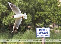 В Беларуси ограничено купание в 31 зоне отдыха, запрещено - в девяти