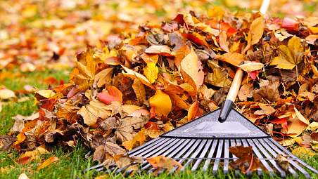 Куда девать опавшие листья с приусадебных участков, рассказали в ЖКХ