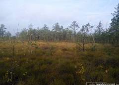 “White Moss": healing sphagnum, the secrets of the raised bog and the abode of the Old Believers