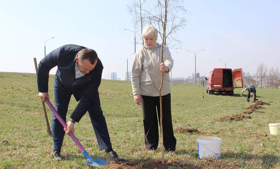  В Гродно высадили более тридцати молодых берез