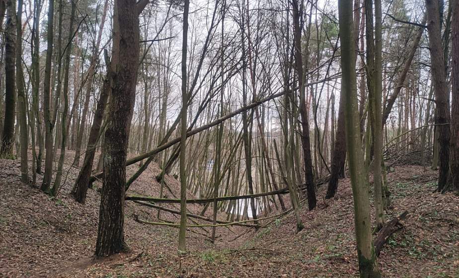 Фотофакт: Упавшие деревья в лесу уже долго ожидают вывоза Фотофакт: Упавшие деревья в лесу уже долго ожидают вывоза
