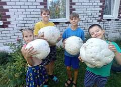 На Сморгонщине растут гигантские грибы