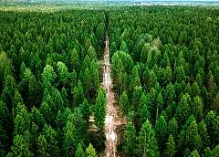 Запрет на посещение лесов снят по всей Беларуси 