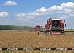 Более 90% озимого рапса убрано в Беларуси
