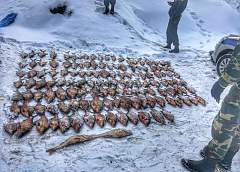 Браконьеры со 134 килограммами пойманной  рыбы задержаны в Гродно