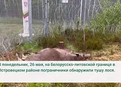 53 жертва европейской колючки: на границе с Литвой обнаружен павший лось