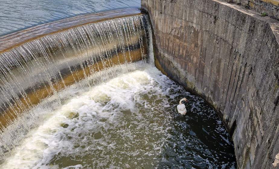 В Лиде ОСВОД спасли лебедя, который упал в водосброс 