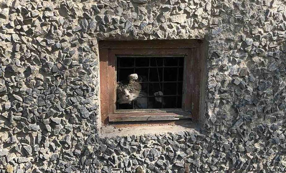 В Гродно спасатели достали кота, застрявшего в металлической решетке 