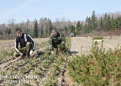В Гродненской области посажено 9,9 миллиона деревьев