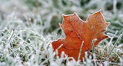 Туман и местами заморозки. Какую погоду обещают синоптики в ночь на 8 ноября