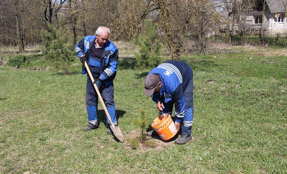 По 3 000 деревьев и кустарников. В Гродно приступили к озеленению По 3 000 деревьев и кустарников. В Гродно приступили к озеленению