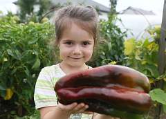 Перец-великан вырастили в Гродно